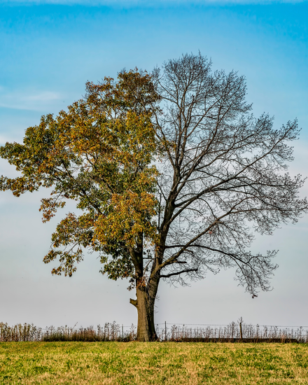 Mind Your Words:What you consistently speak, you eventually begin to live.