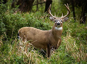 whitetail-