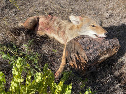 Coyote Alberta 21.jpg