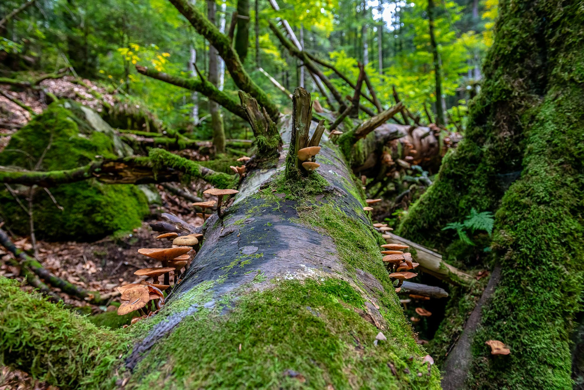 Arvore e fungos Lago Blausee - Suiça1