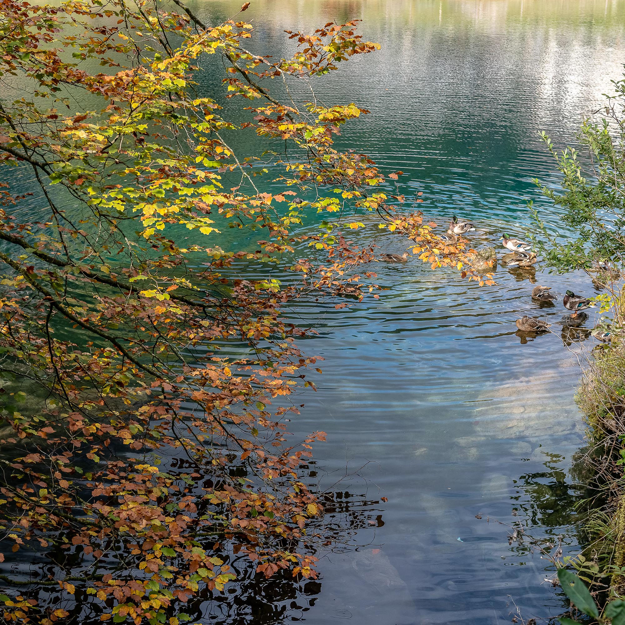 Lago Blausee e folhas - Suiça