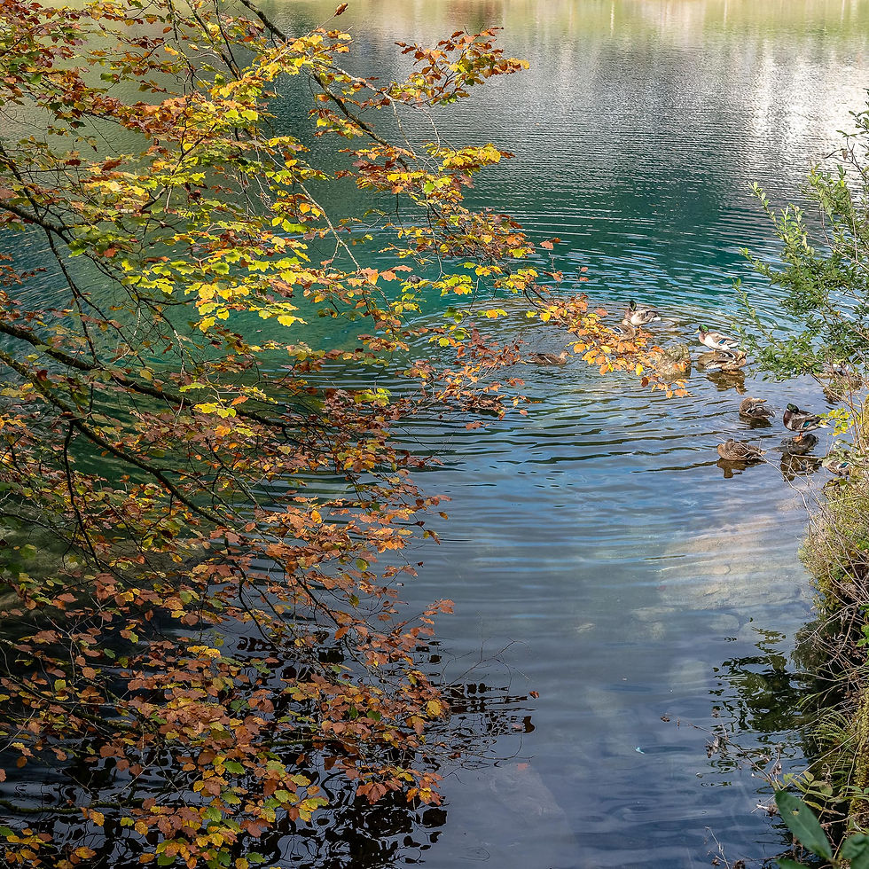 Lago Blausee e folhas - Suiça