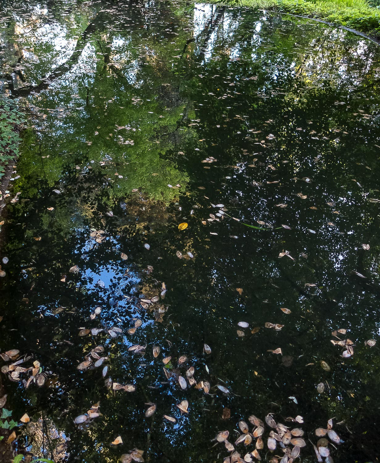 laguinho I - Villa de Insua - Viseu - Portugal