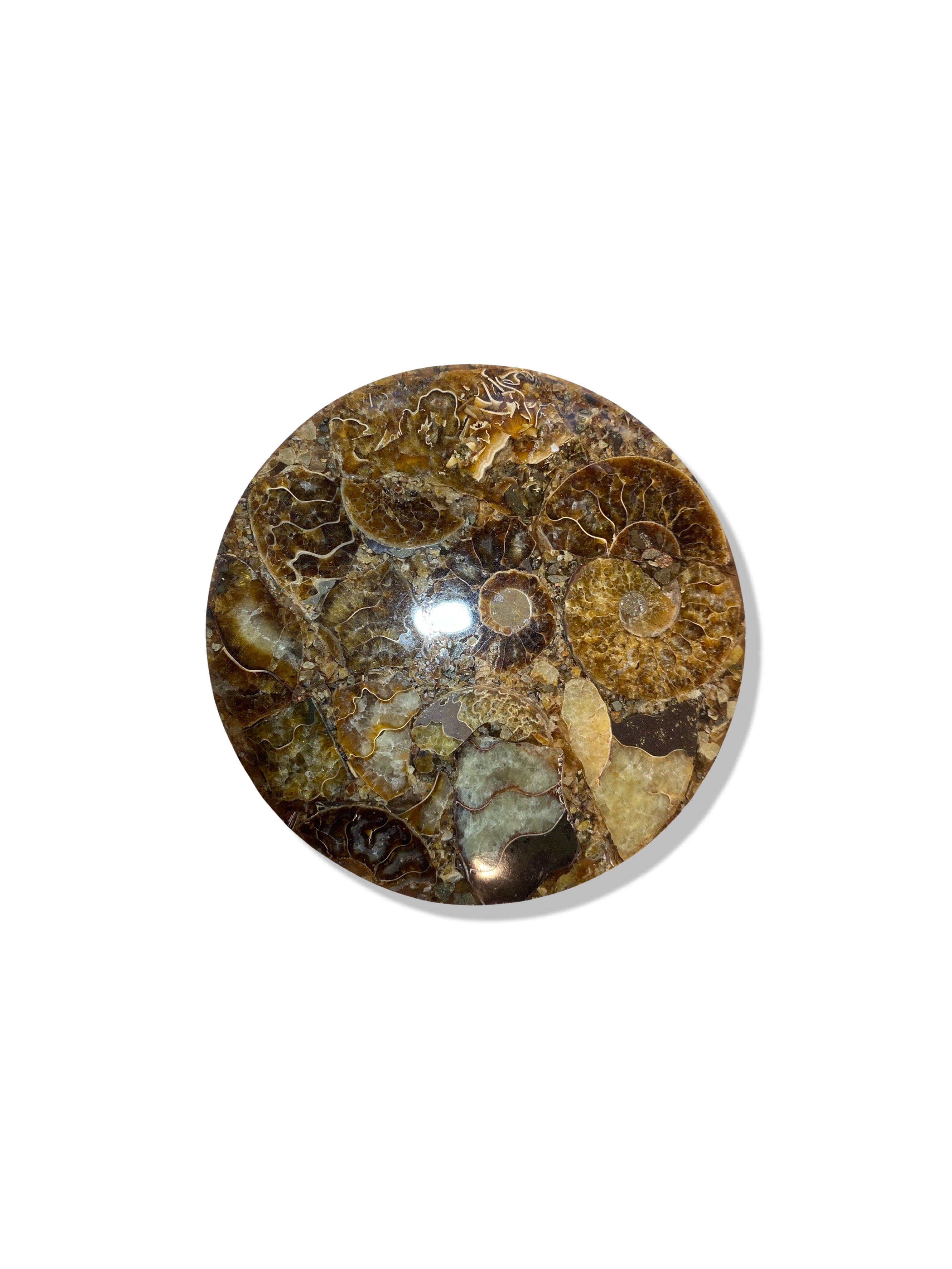 Small Cleoniceras Ammonite Plate
