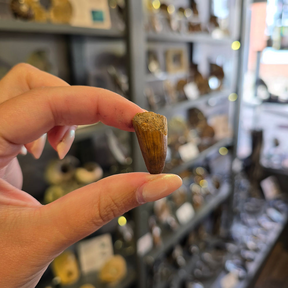 Festive Fossil Finds: The Perfect Gifts for Young Collectors