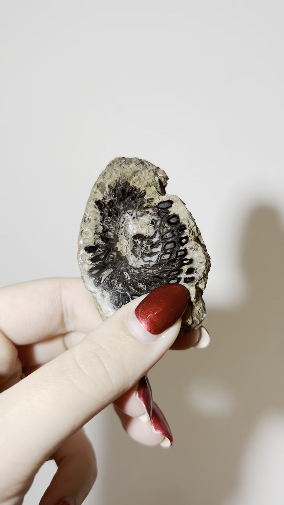 Thumbnail: Fossil Pine Cone Slice