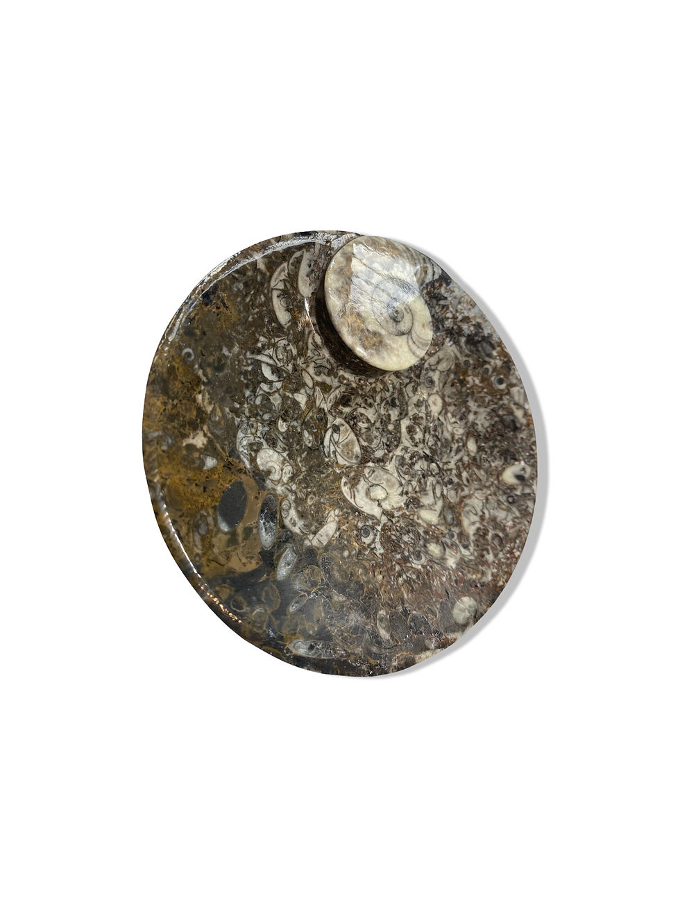 Thumbnail: Circle Goniatite Bowl