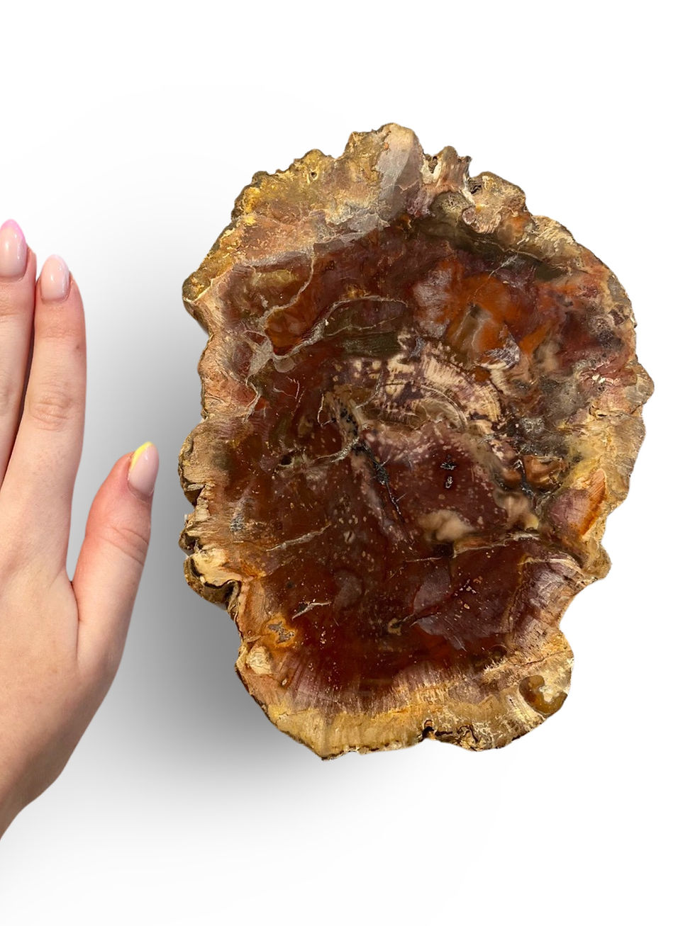 Thumbnail: Fossil Wood Slice Pair