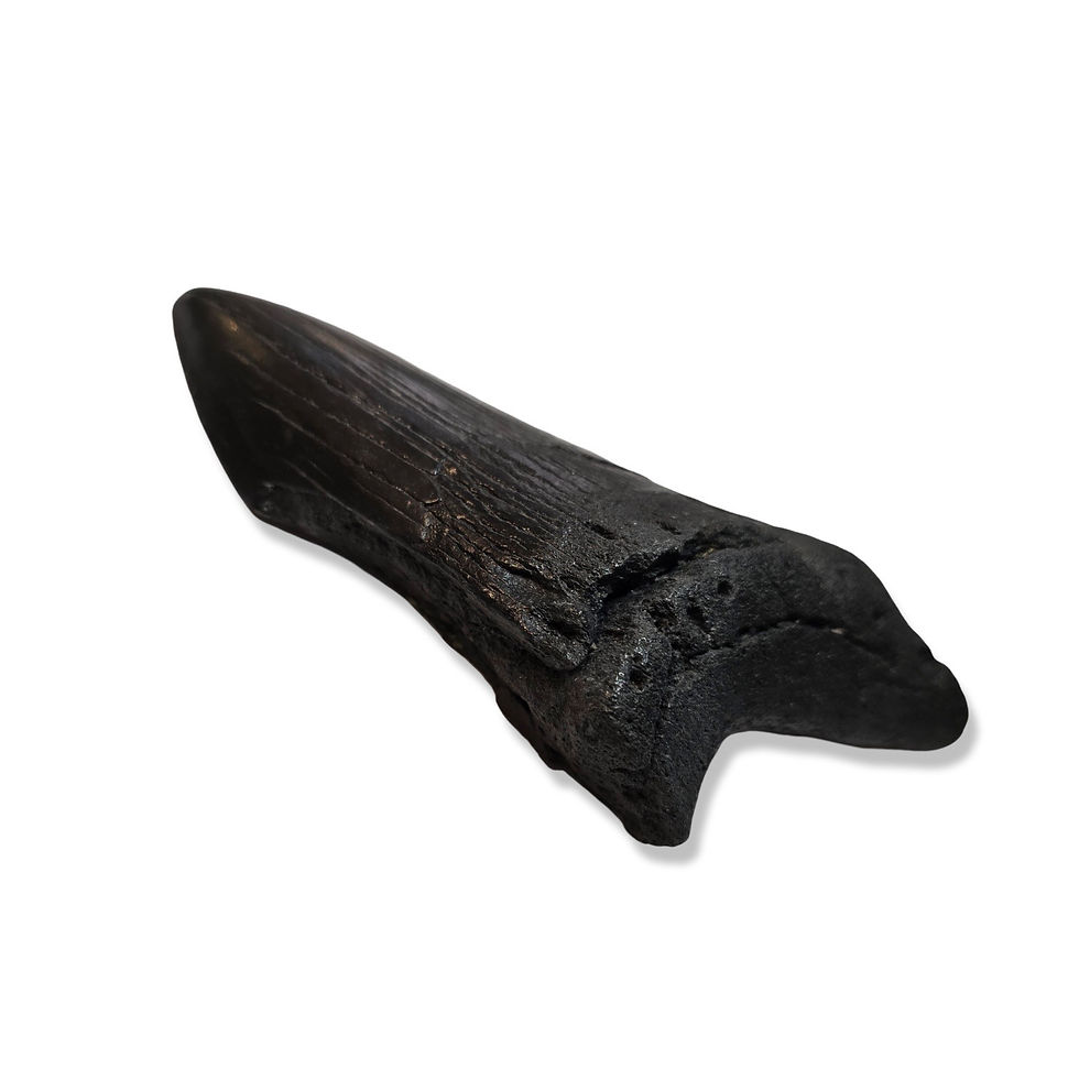 Thumbnail: Megalodon Tooth