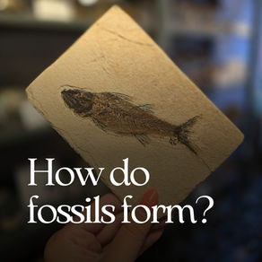 How Do Fossils Form? A Simple Guide to Preserved Life from the Past