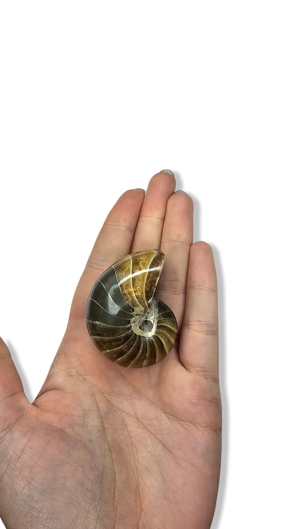 Thumbnail: Nautiloid