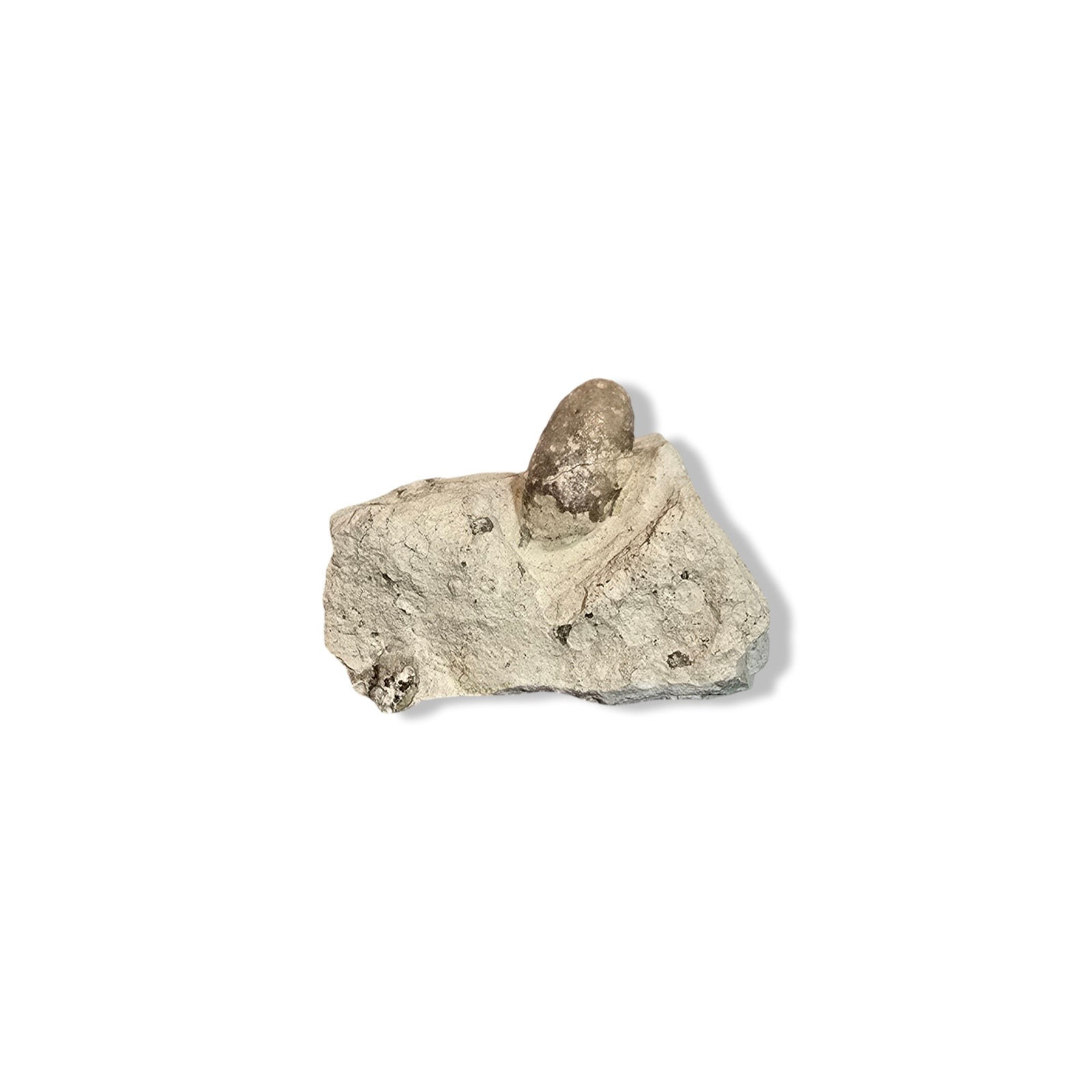 Snake Egg