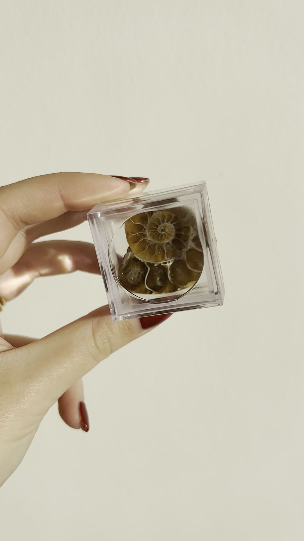 Thumbnail: Ammonite Magnifying Box