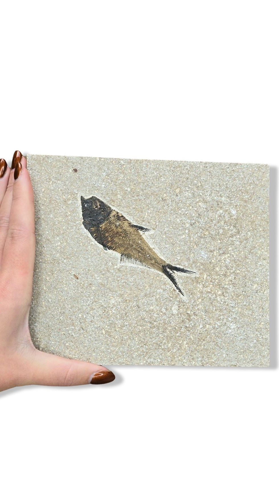 Thumbnail: Knightia Fish Fossil