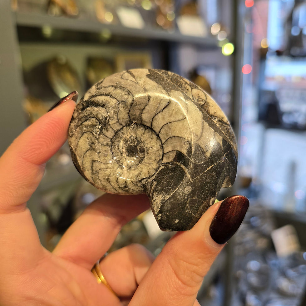 From Sea Floor to Marble: Is a Goniatite an Ammonite?!