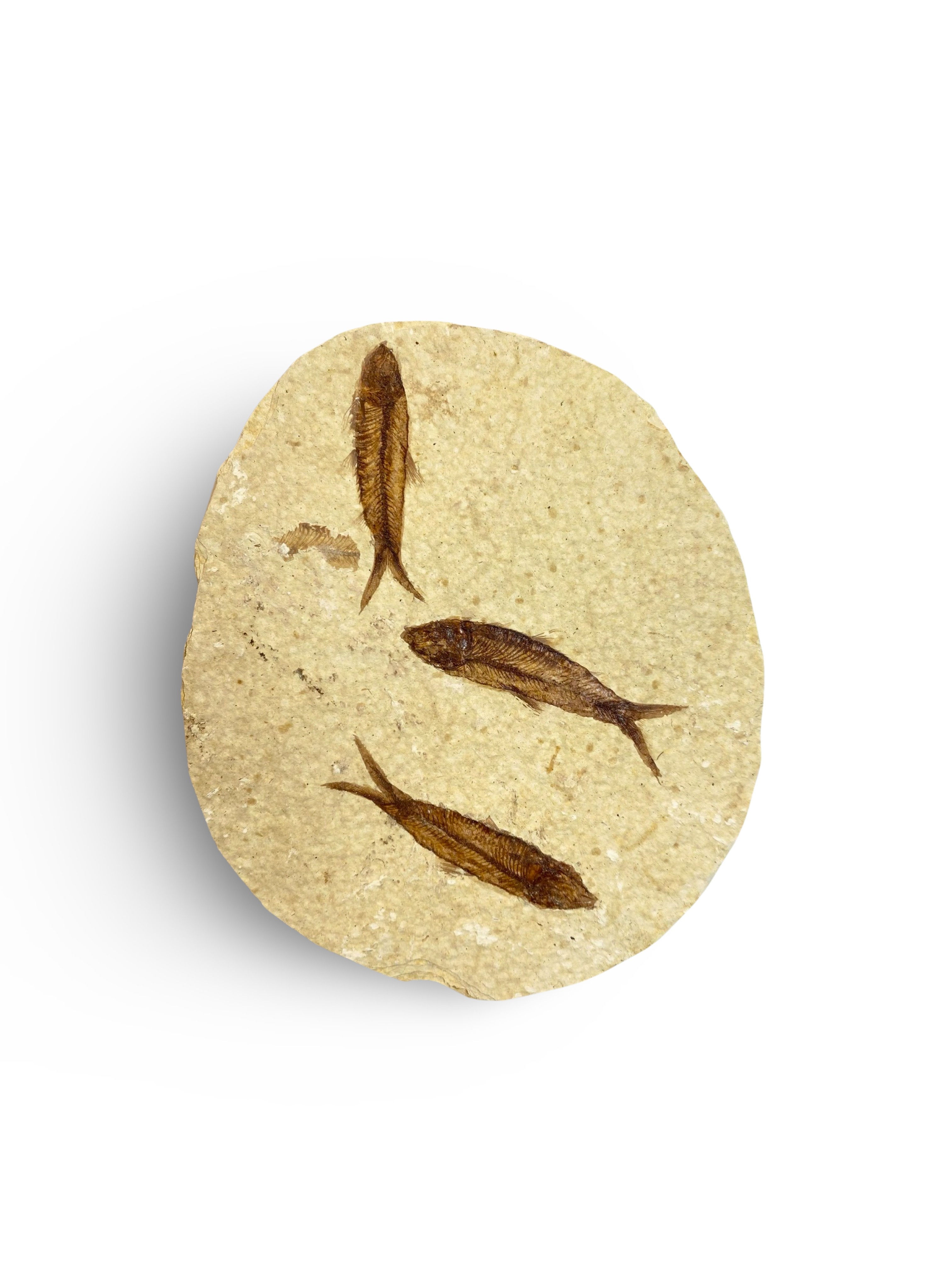 Knightia Fish Fossil