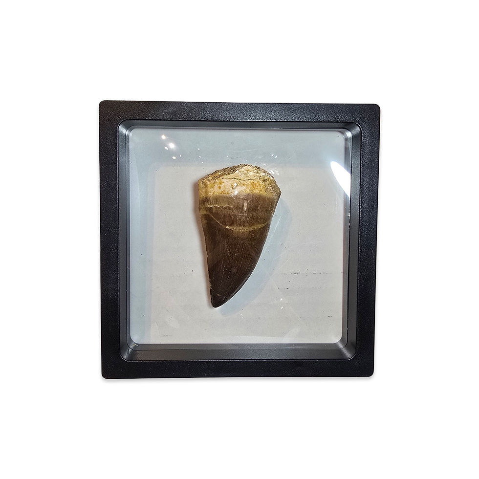 Thumbnail: Large Mosasaurus Tooth