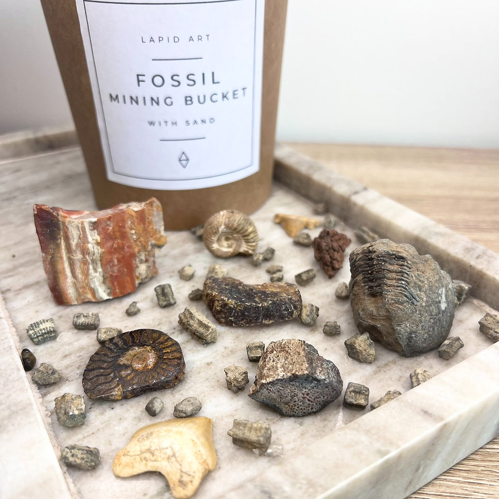 Fossil mining bucket