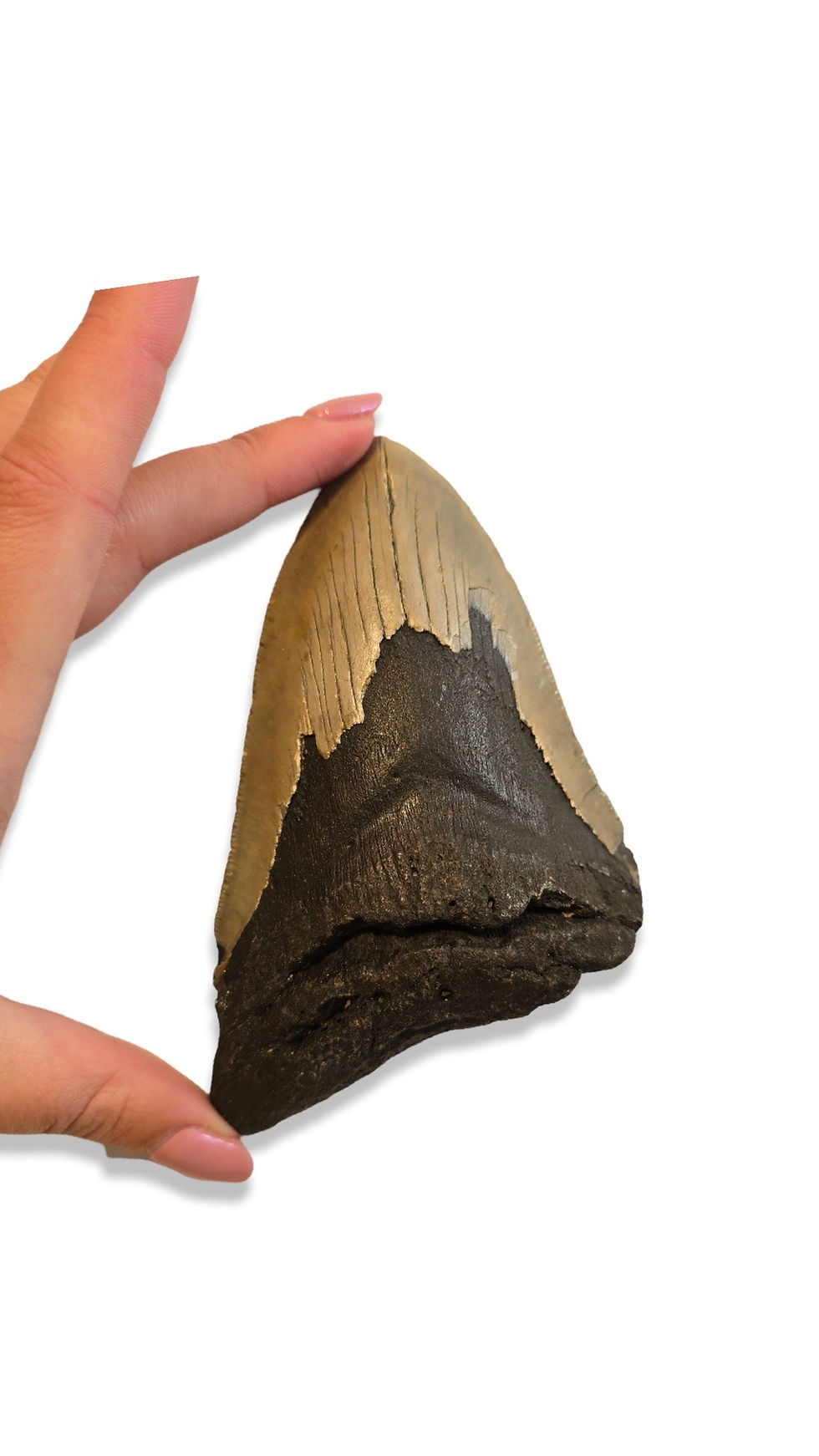Thumbnail: Megalodon Tooth