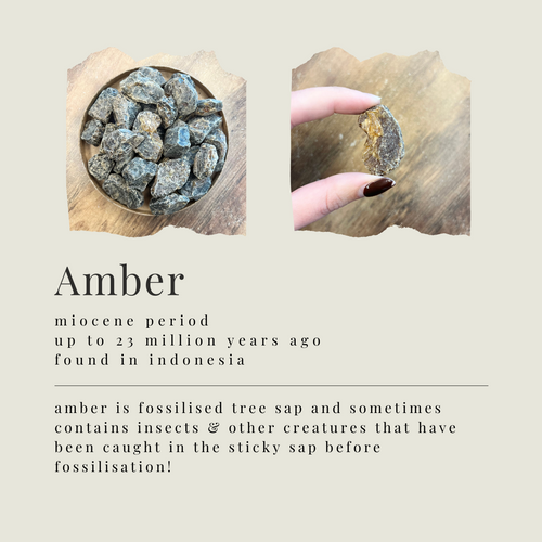 IDENTIFY YOUR FOSSILS