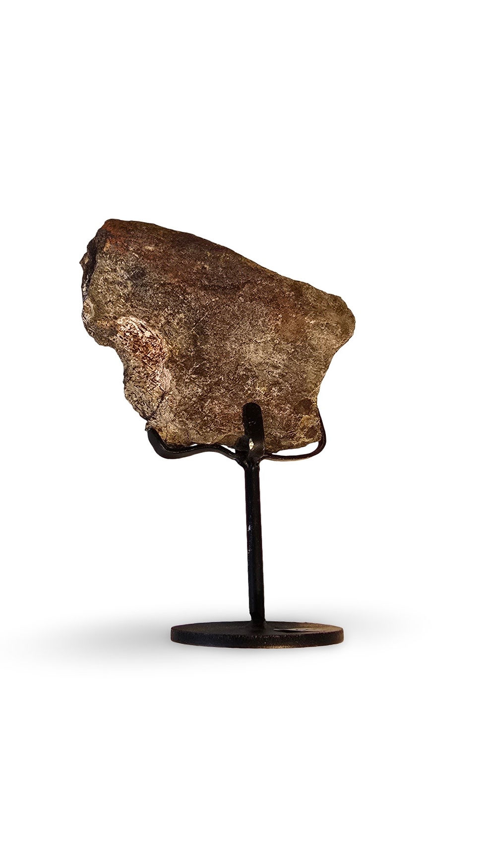 Thumbnail: Camarasaurus Dinosaur Vertebrae Bone