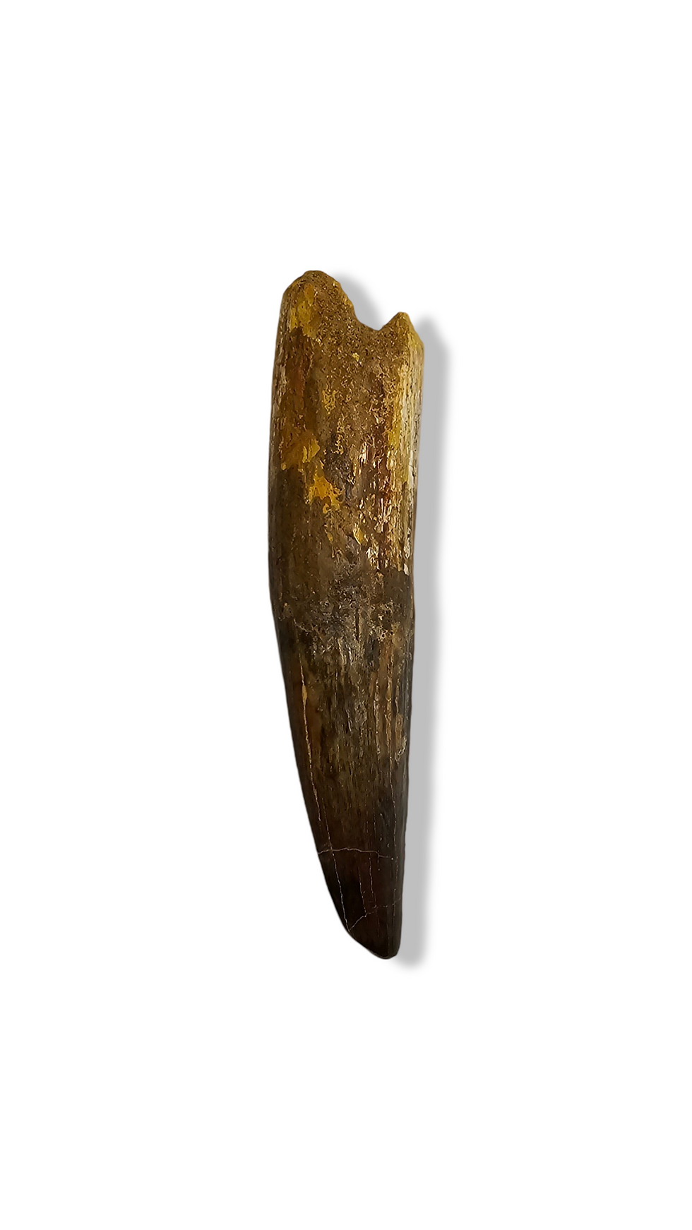 Extra Large Spinosaurus Tooth