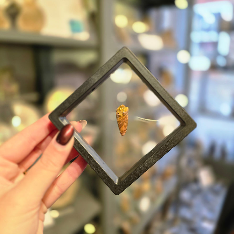 Small Spinosaurus Tooth in Frame