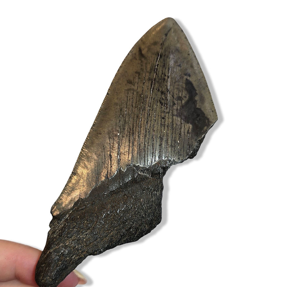 Thumbnail: Megalodon Tooth