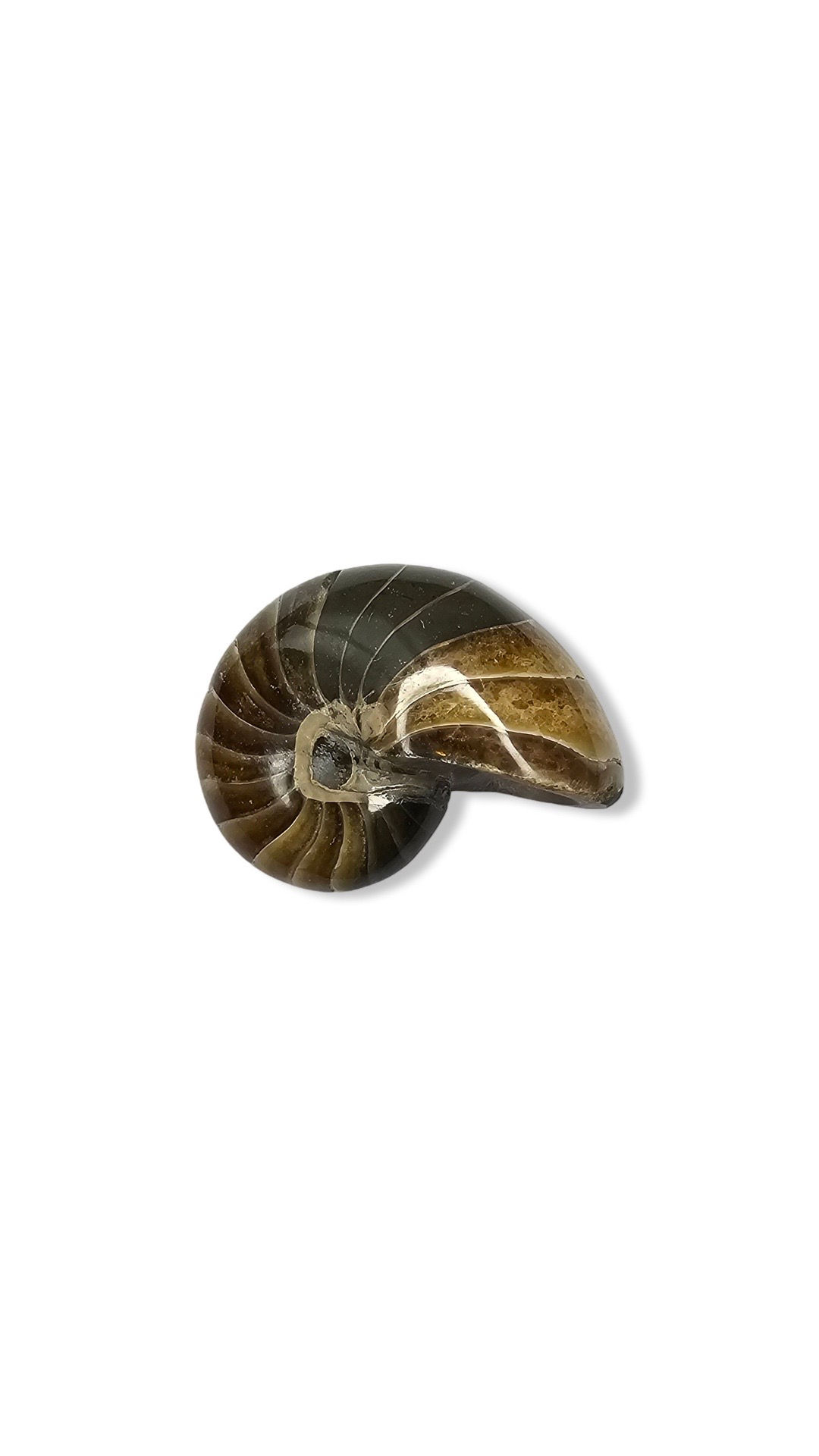 Nautiloid