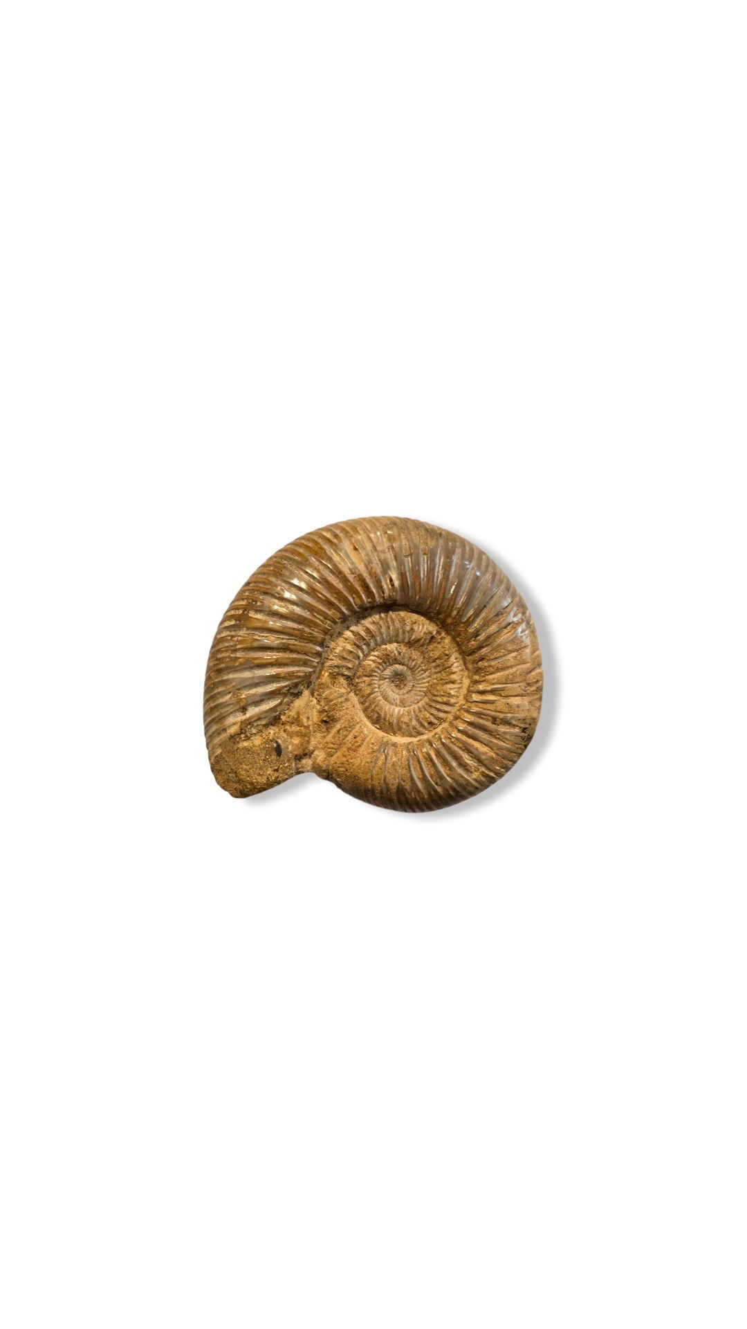 Medium Perisphinctes Ammonite