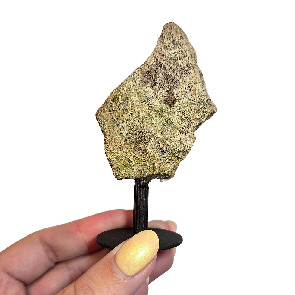 Thumbnail: Triceratops Frill Bone