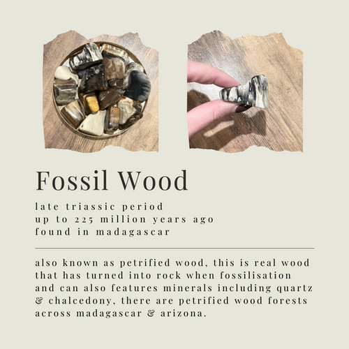 IDENTIFY YOUR FOSSILS