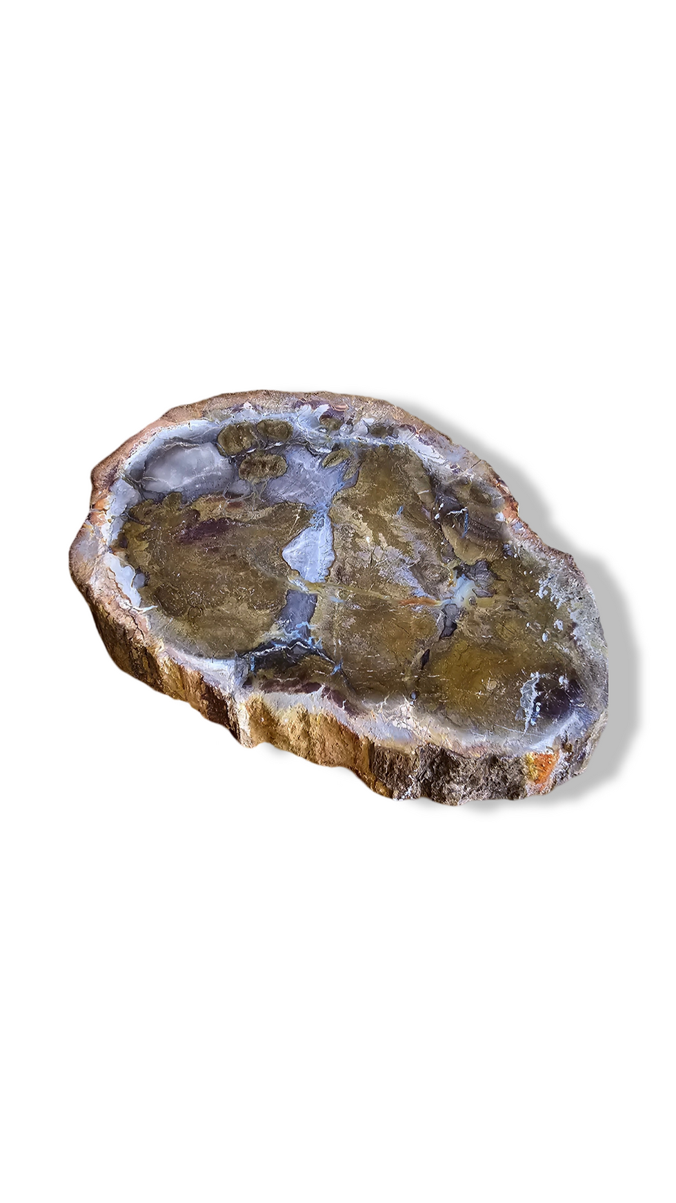 Thumbnail: Fossil Wood Slice