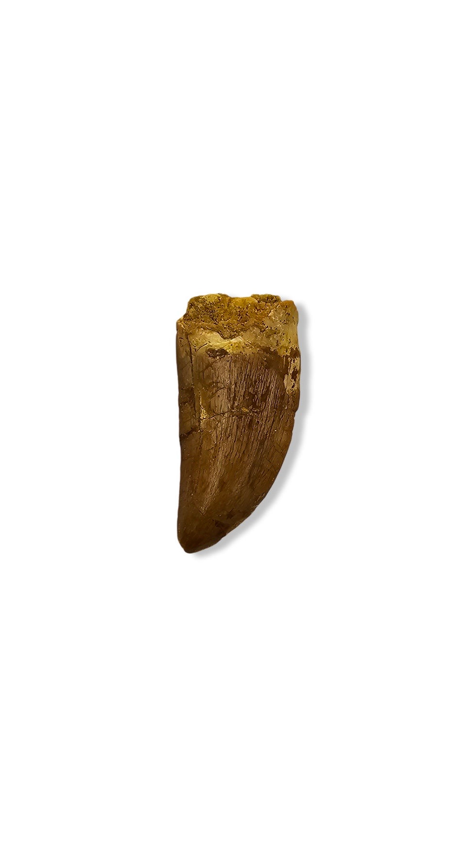 Carchardontosaurus Tooth