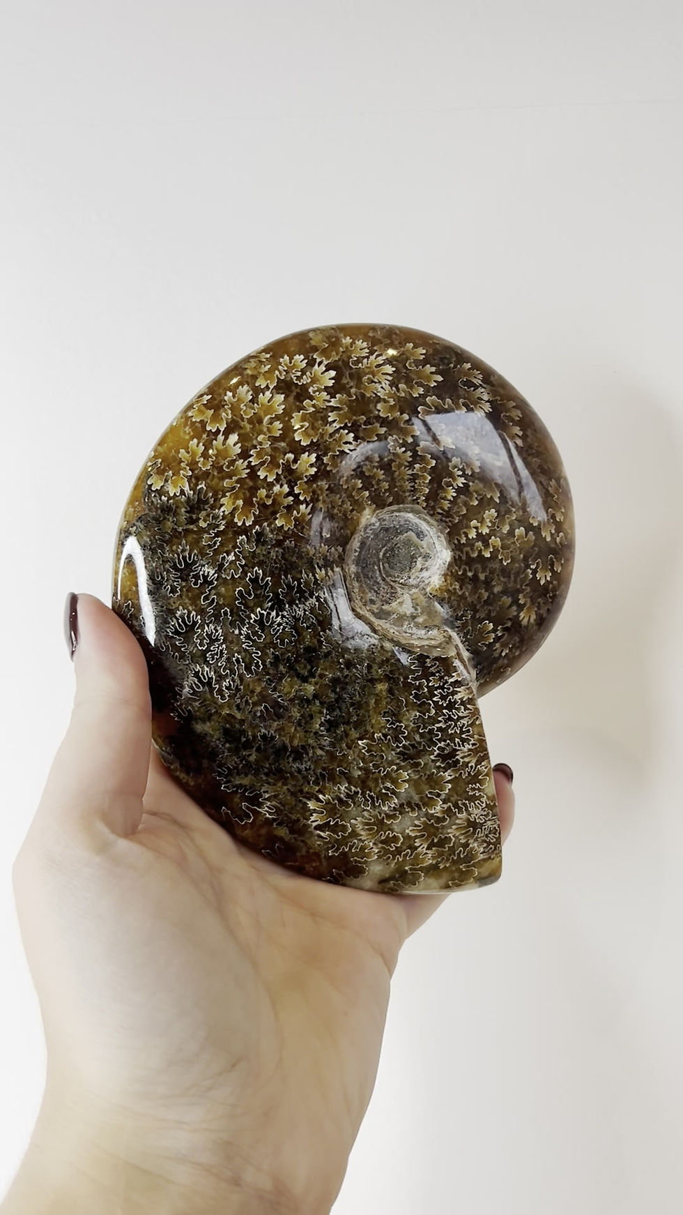 Thumbnail: Polished Cleoniceras Ammonite