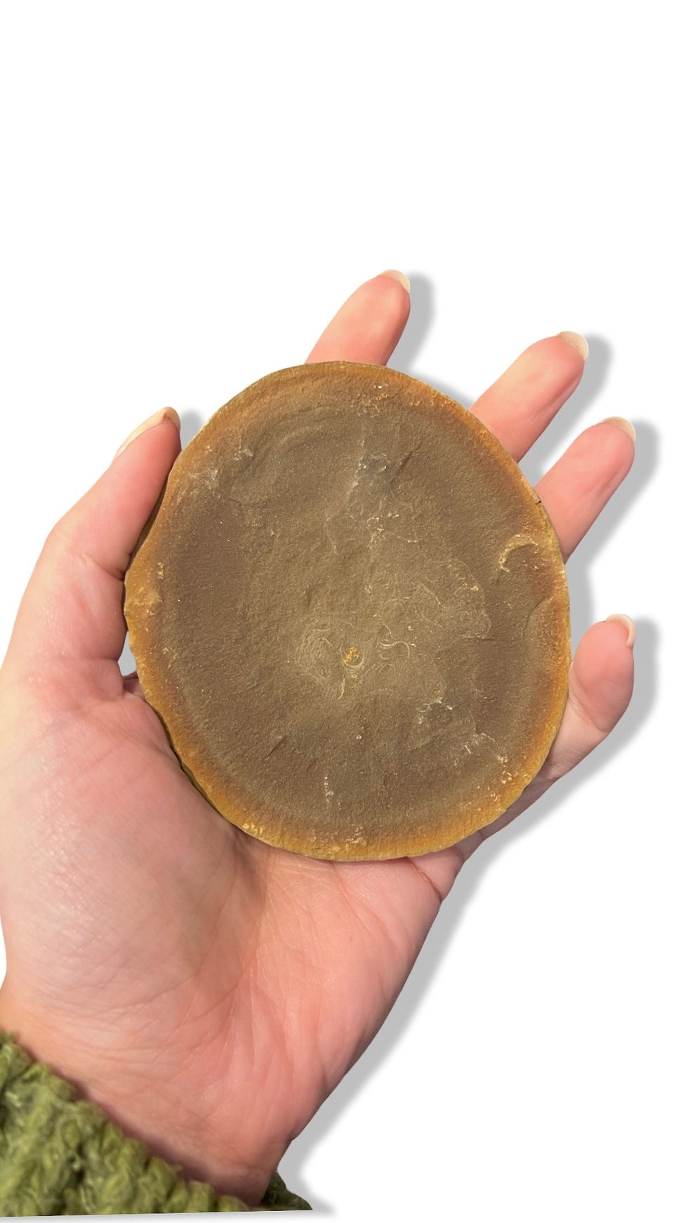Thumbnail: Fossil Jellyfish