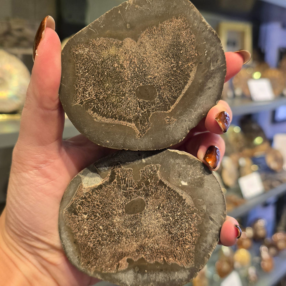 Icthyosaur Vertebrae