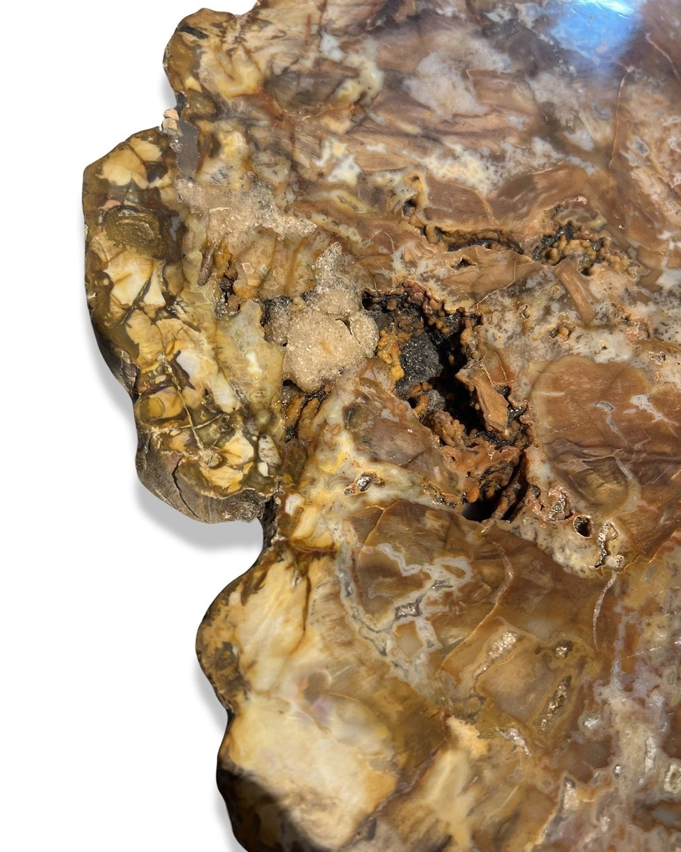 Thumbnail: Fossil Wood Slab