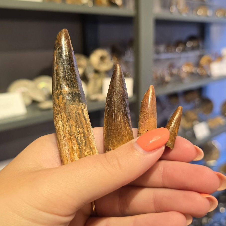 Different sizes of fossil Spinosaurus teeth