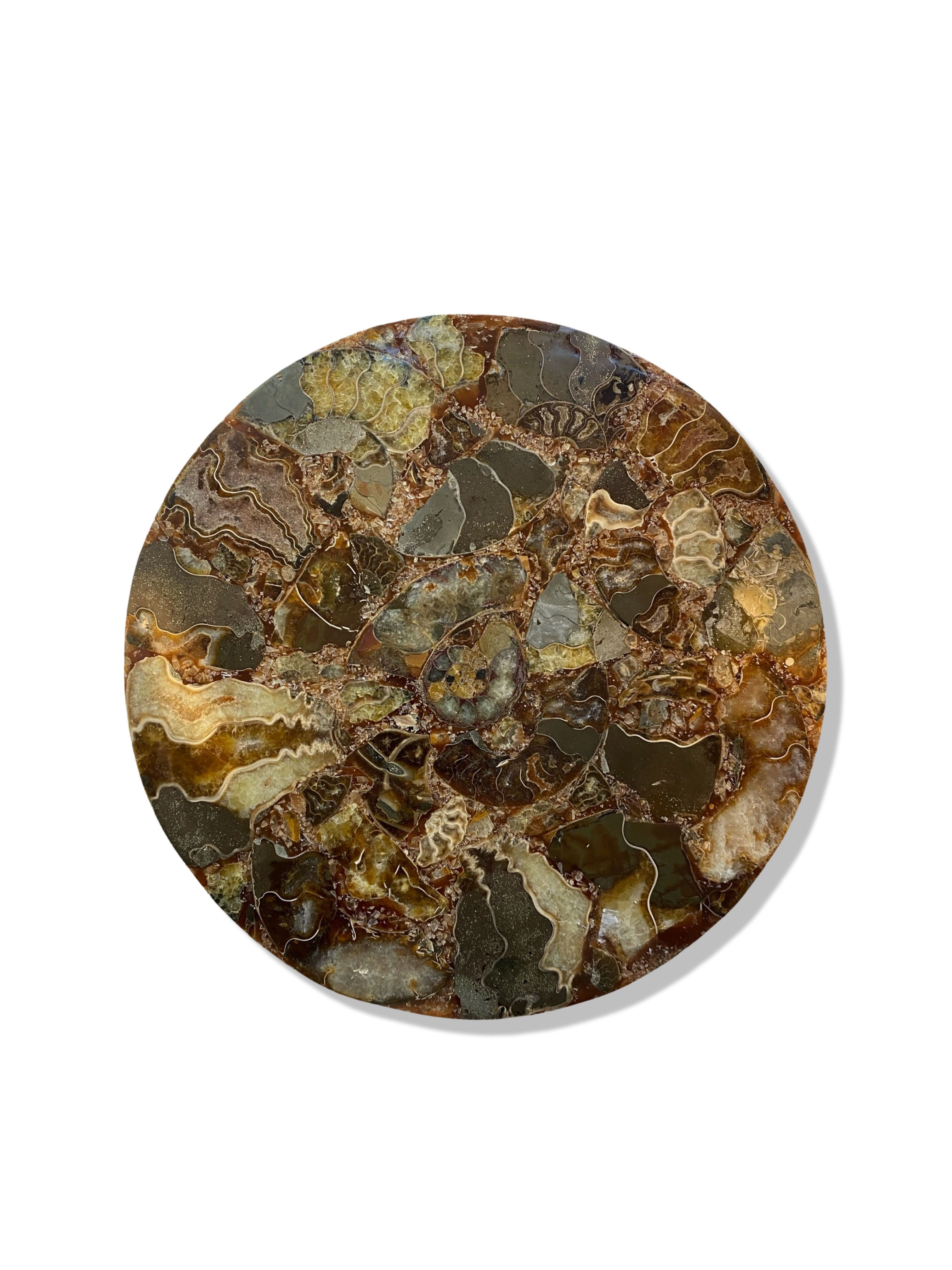 Large Cleoniceras Ammonite Plate