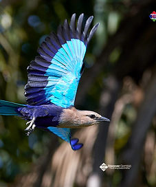 Bird Watch in Gambia.jpg