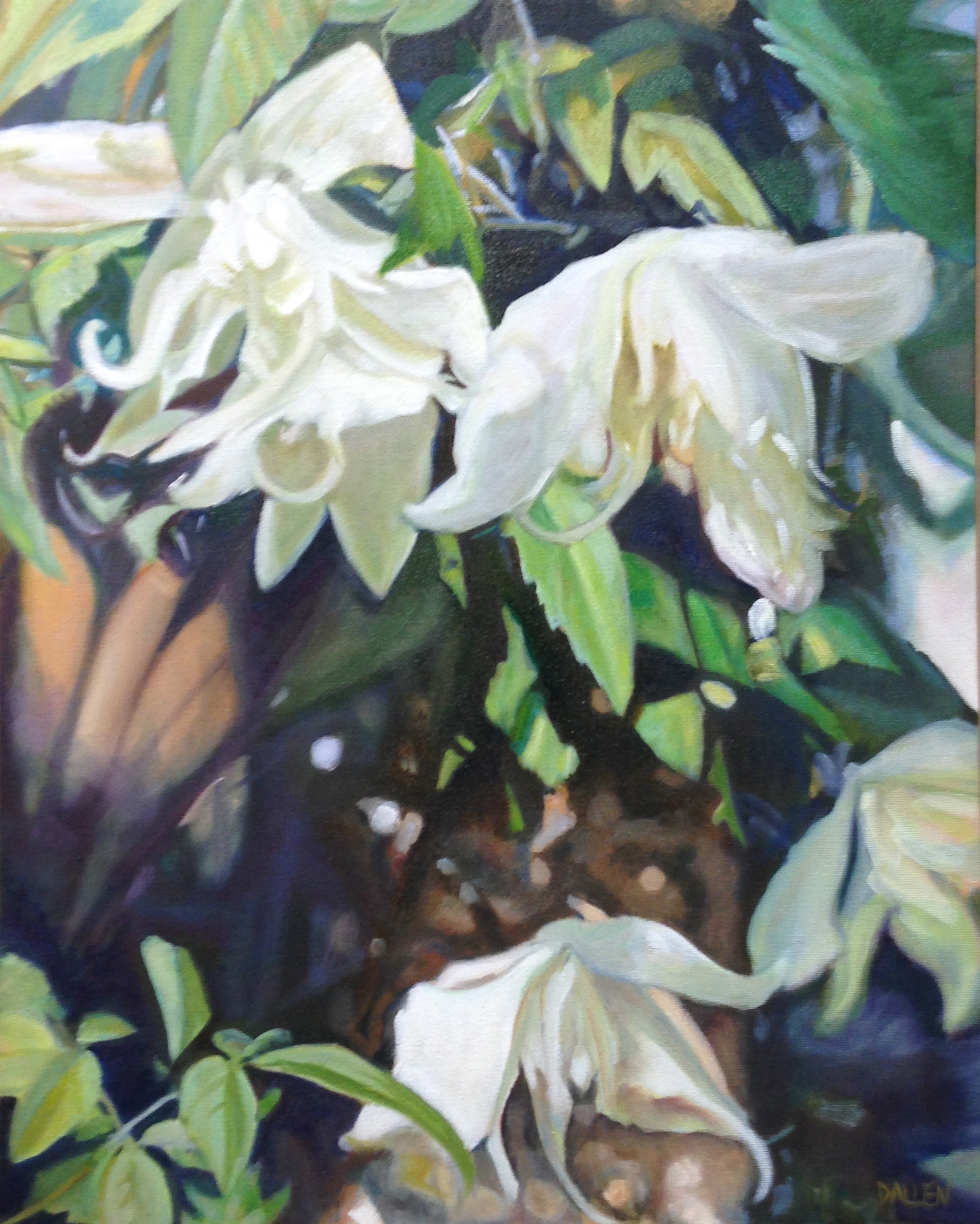 White Swans (Clemantis) *
