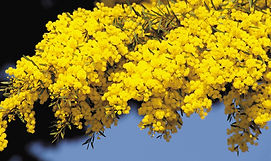 wattle.jpg