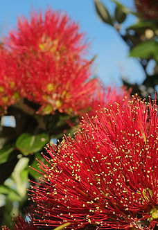 pohutukawa_flowers_in_full_bloom_at_Chri