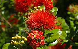 pohutukawa.jpg