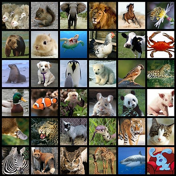 favourite animal.jpg