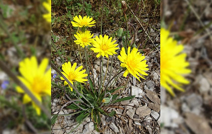 Microseris-sp.3.jpg