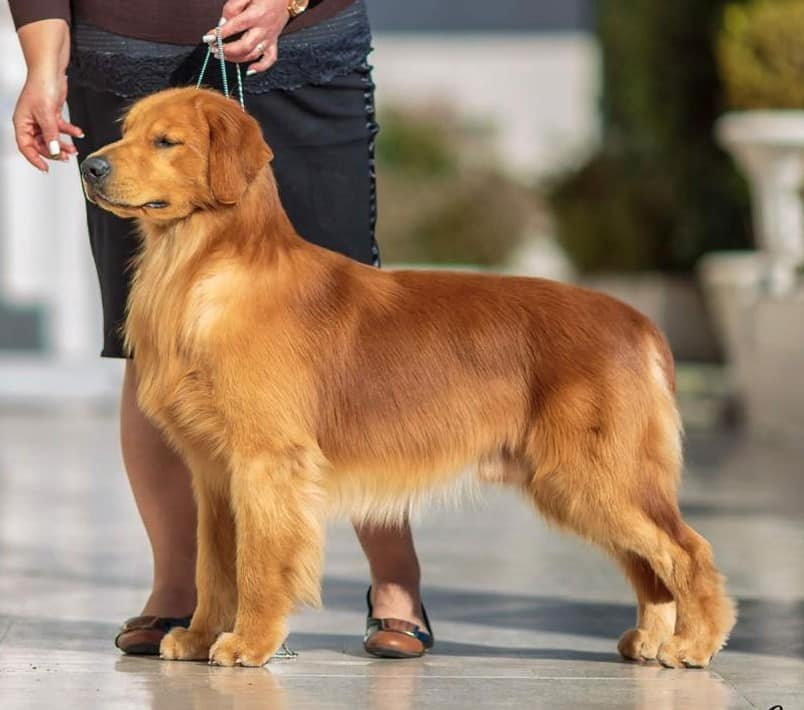 Son Golden Retrievers Buenos Perros De Pato