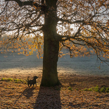 Campbell Park 119