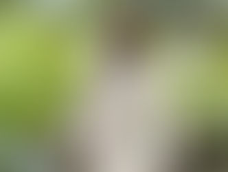 Império Serrano renova com o coreógrafo Marlon Cruz